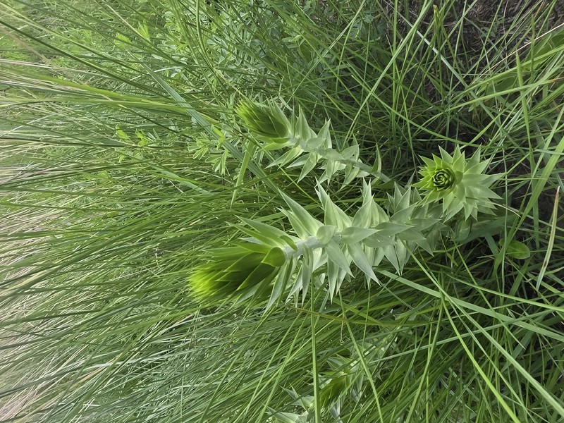 Macledium zeyheri subsp. argyrophyllum photo 2