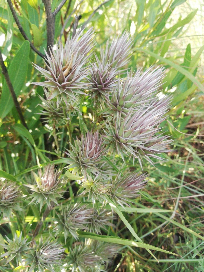 Macledium zeyheri subsp. argyrophyllum photo 4