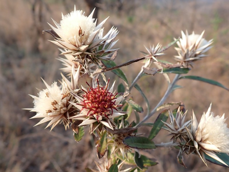 Macledium zeyheri subsp. thyrsiflorum