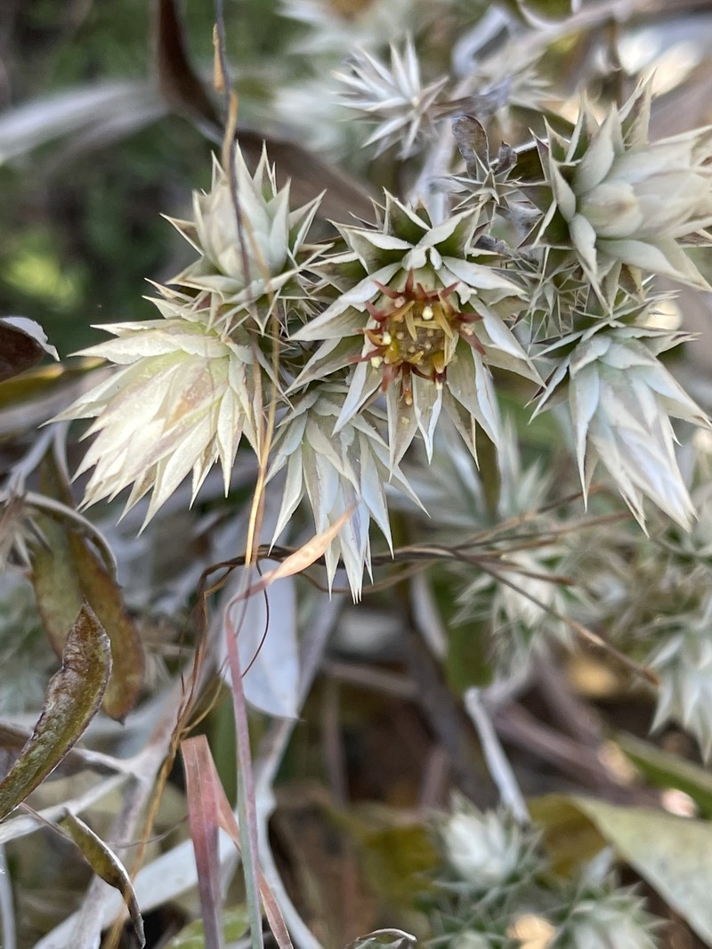 Macledium zeyheri subsp. thyrsiflorum photo 2