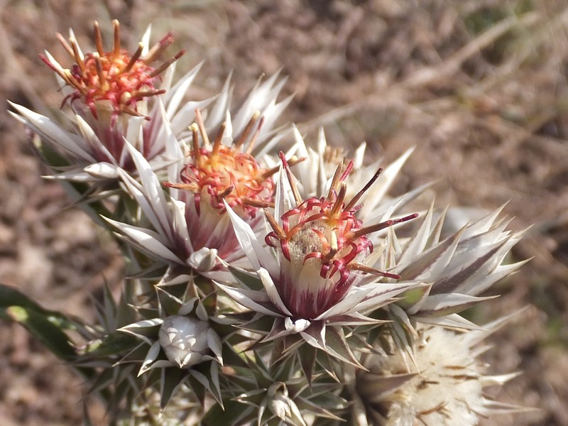 Macledium zeyheri subsp. thyrsiflorum photo 3