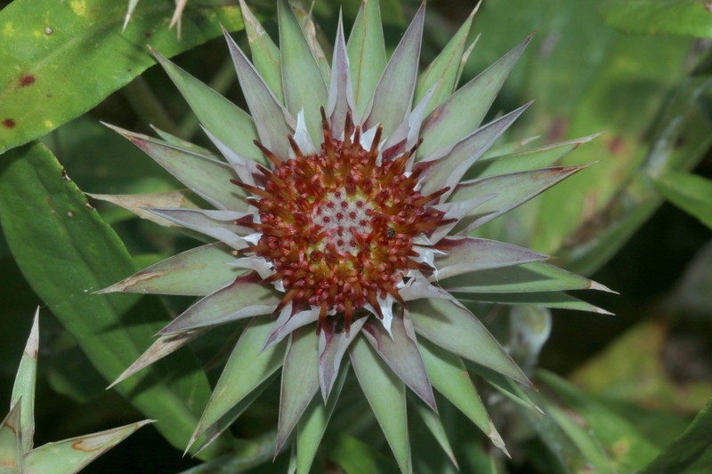 Macledium zeyheri subsp. zeyheri