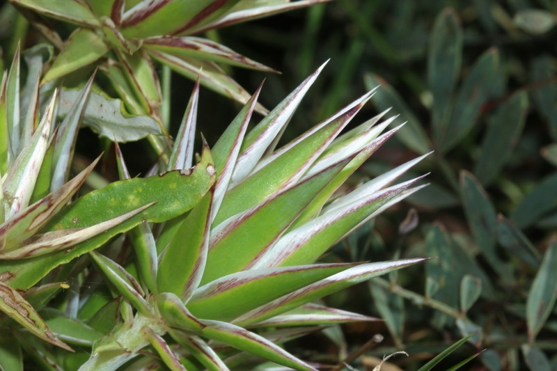 Macledium zeyheri subsp. zeyheri photo 2