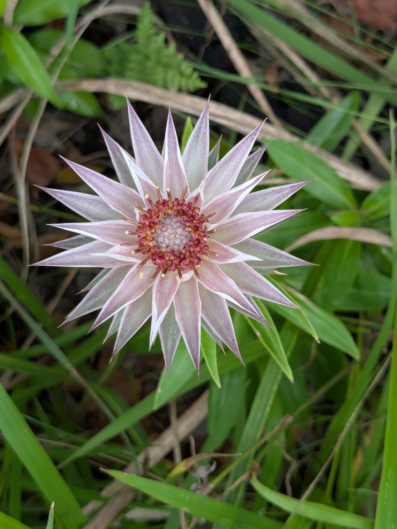Macledium zeyheri subsp. zeyheri photo 3