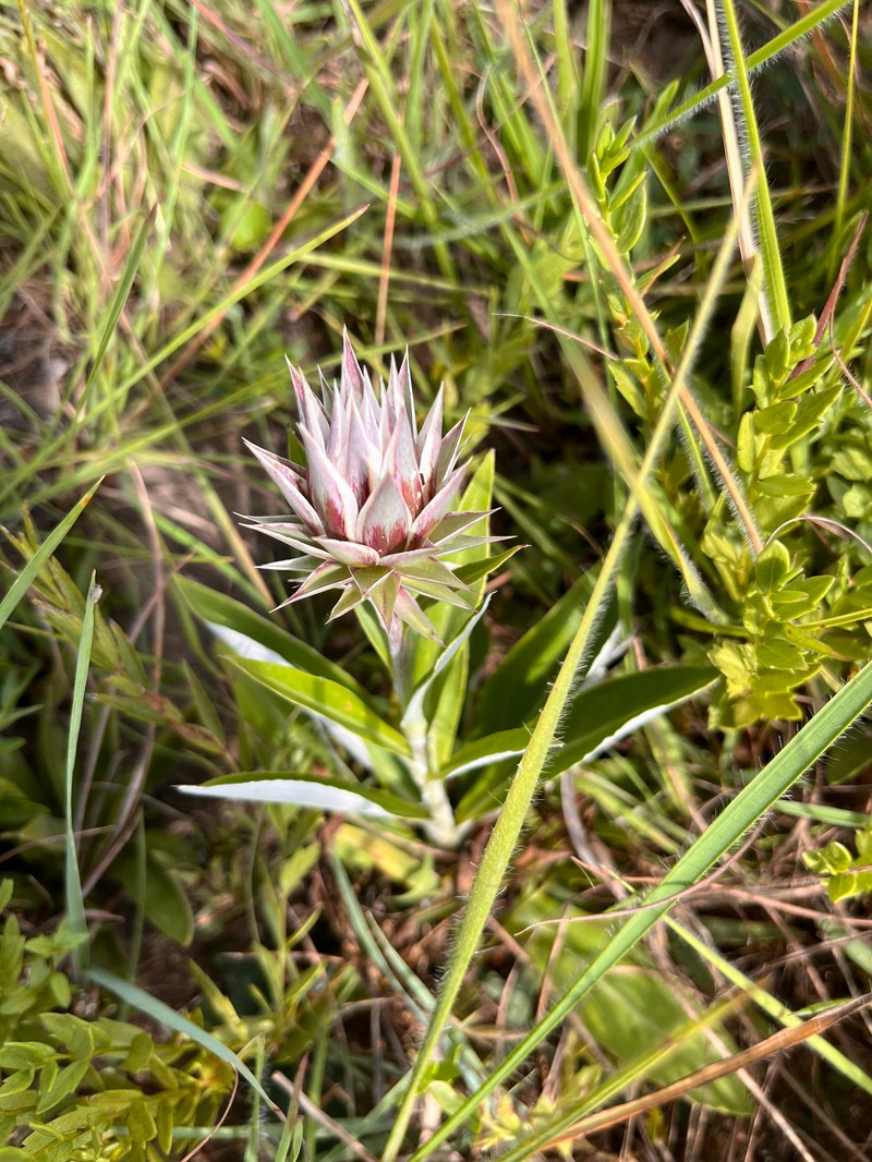 Macledium zeyheri subsp. zeyheri photo 4