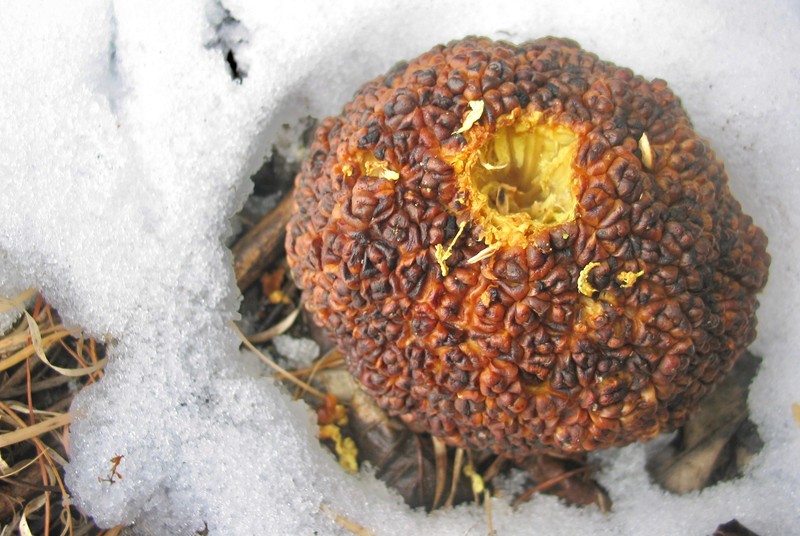 Osage-Orange photo 2