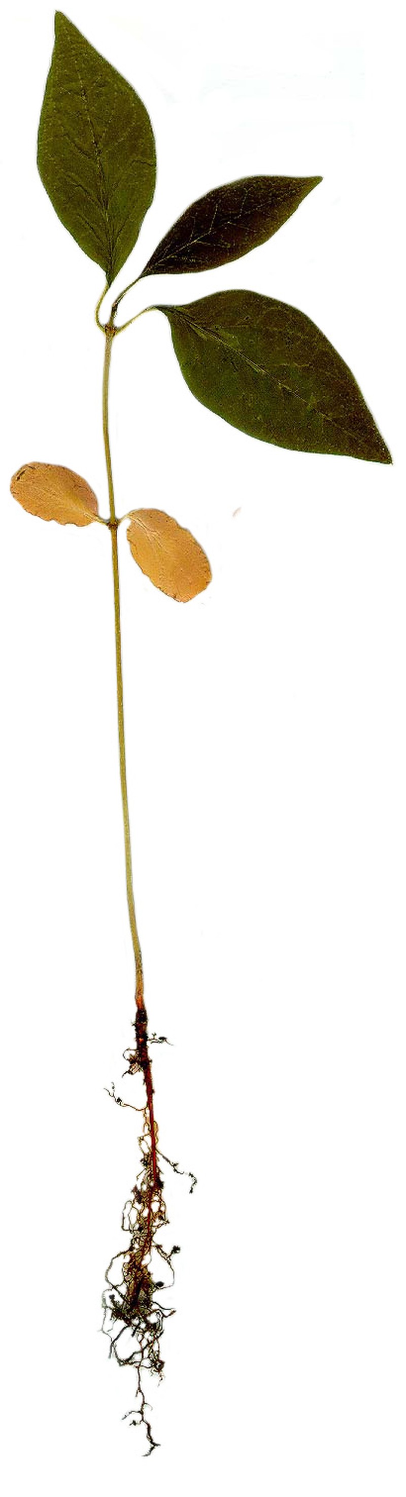 Osage-Orange