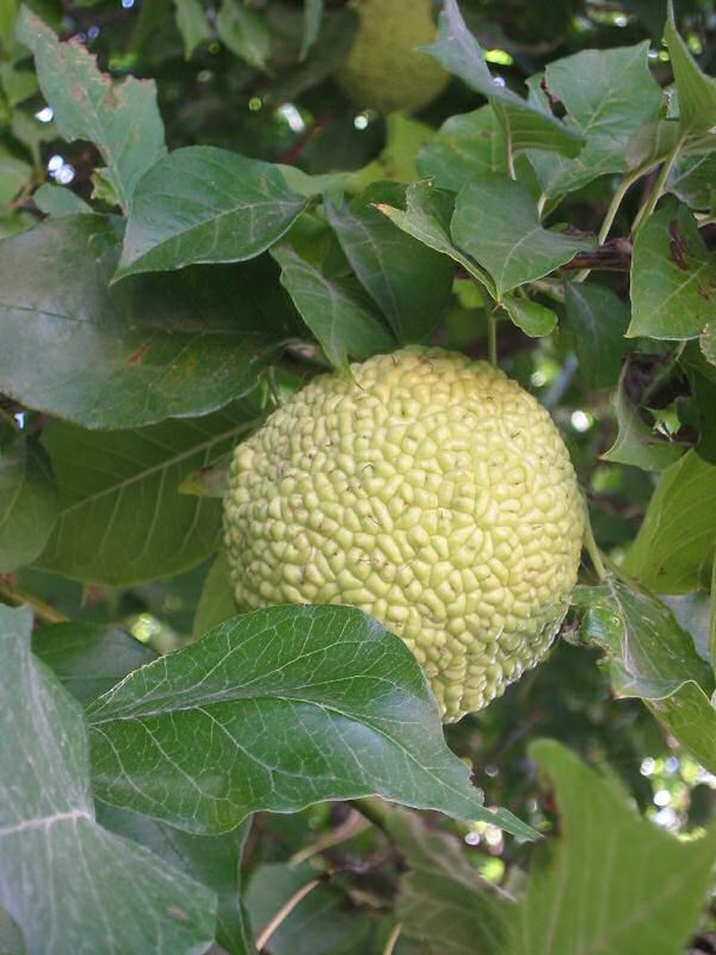 Osage-Orange photo 3