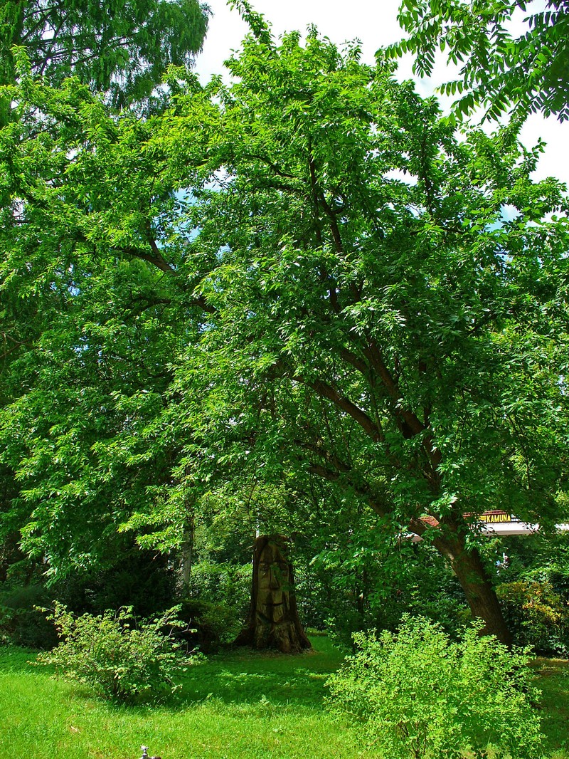 Osage-Orange photo 4