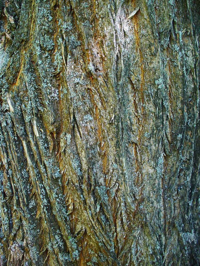 Osage-Orange photo 5