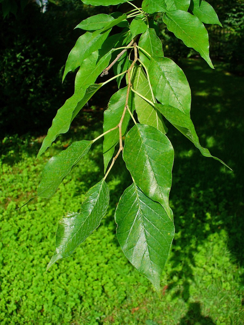 Osage-Orange photo 6