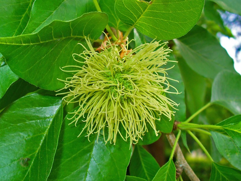 Osage-Orange photo 7