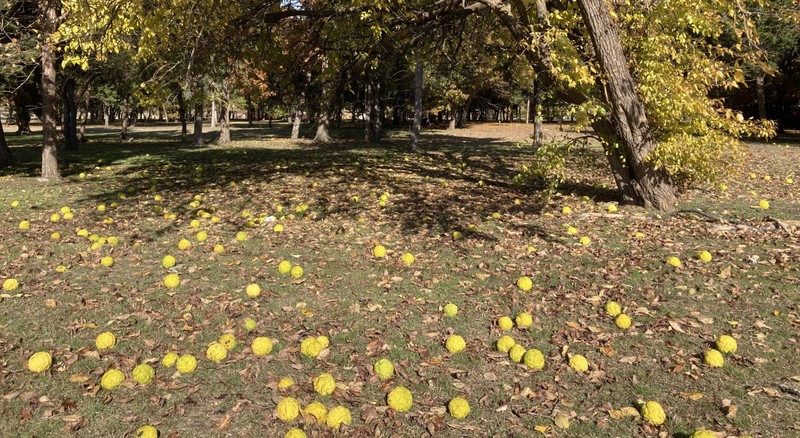 Osage-Orange photo 8