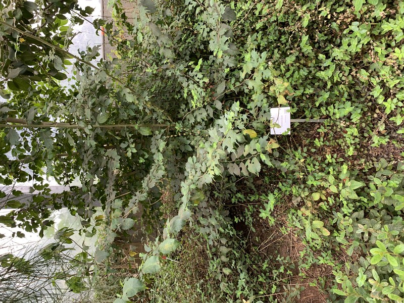 Fustictree photo 5