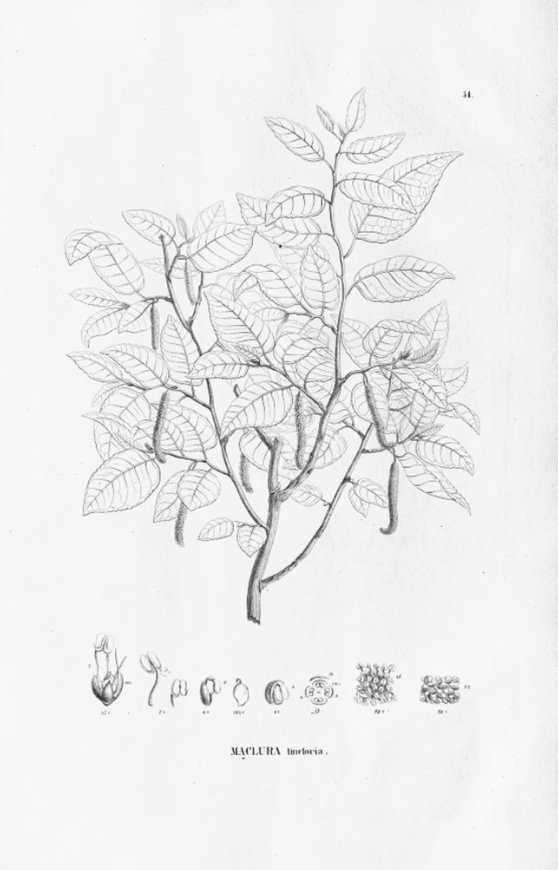 Fustictree photo 2