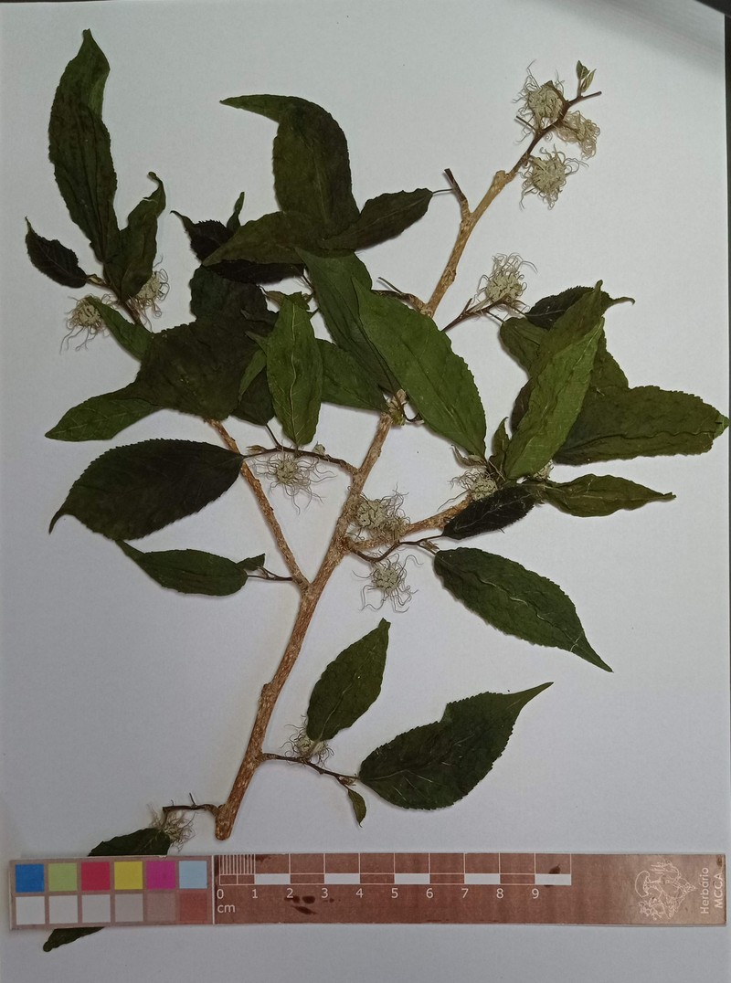 Fustictree photo 3