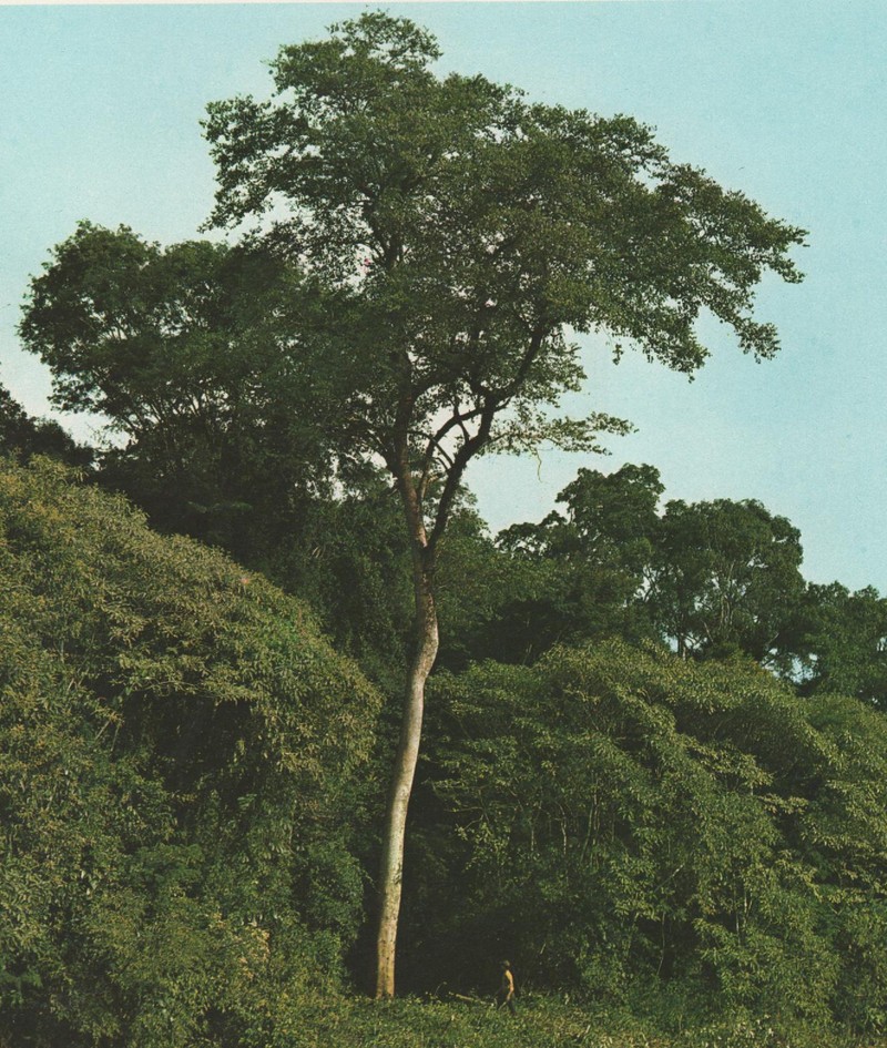 Fustictree