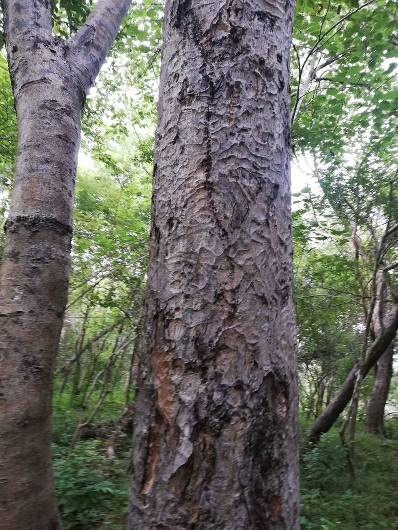 Fustictree photo 4