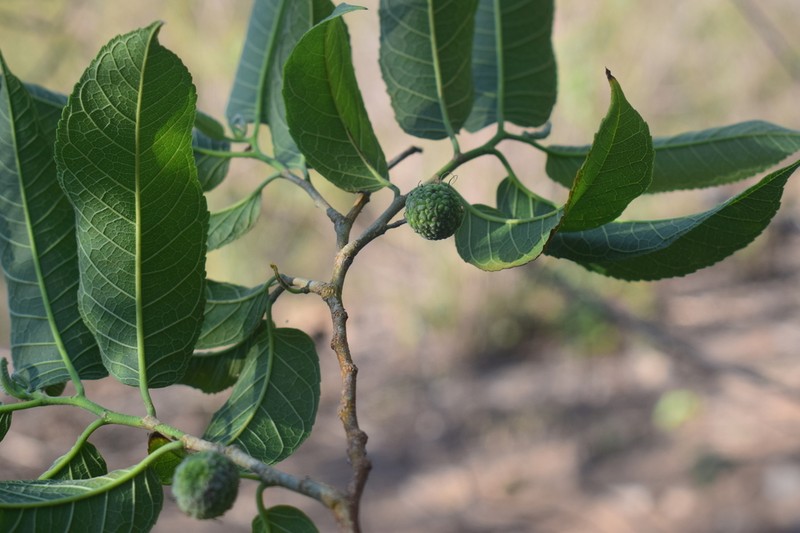 Fustictree photo 5