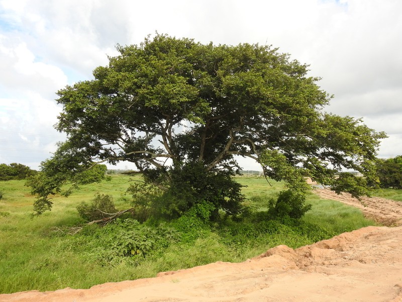 Fustictree photo 6