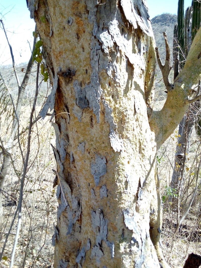 Fustictree photo 7