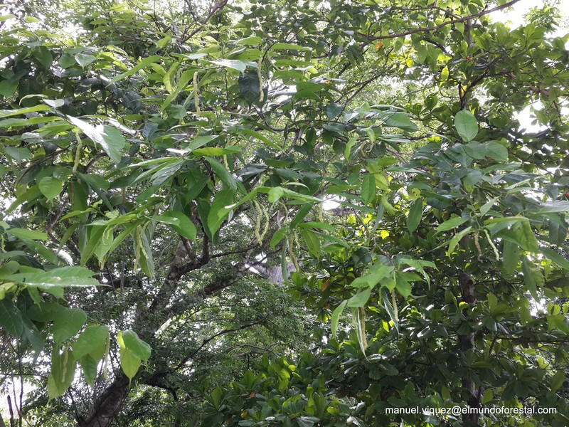 Fustictree photo 8