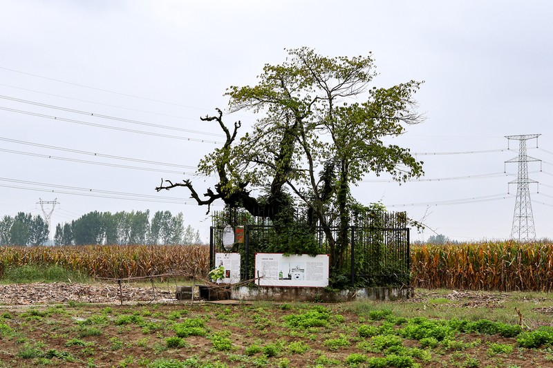 Storehousebush photo 8