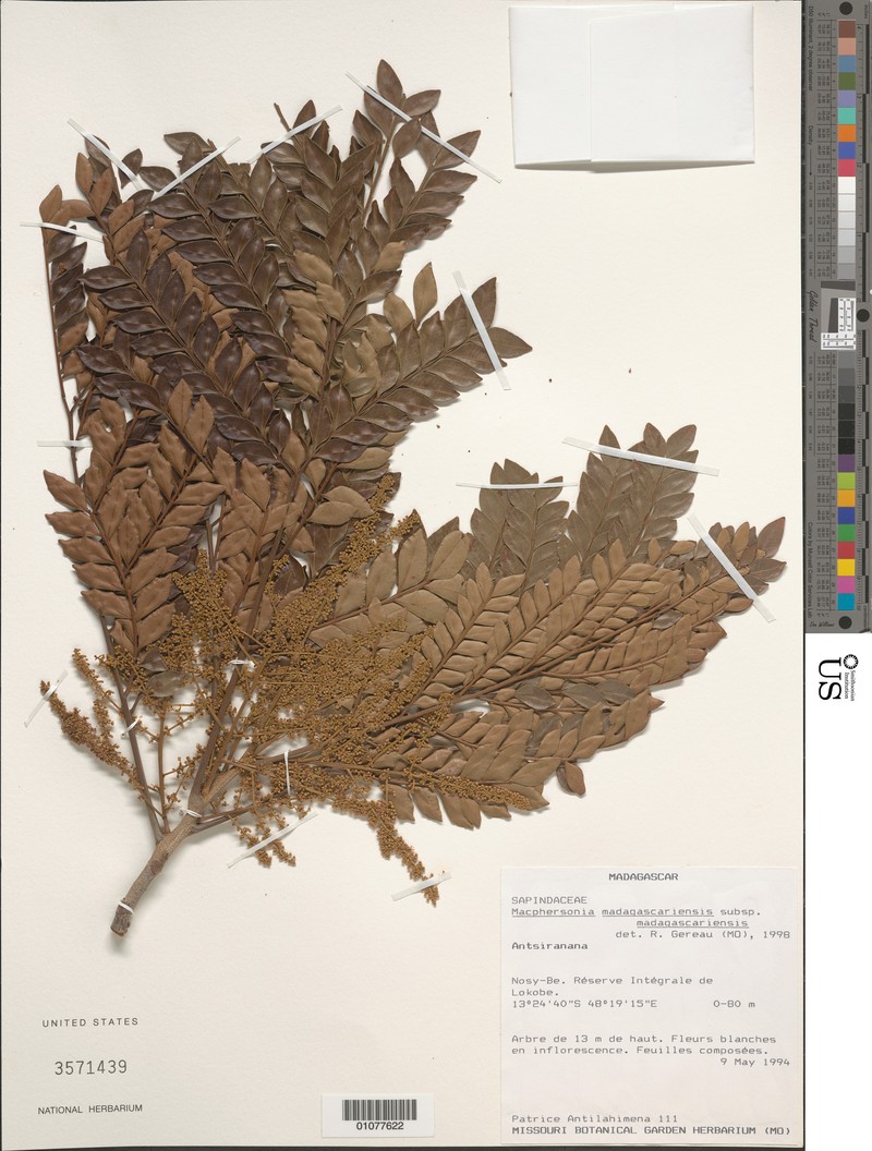 Macphersonia madagascariensis subsp. madagascariensis