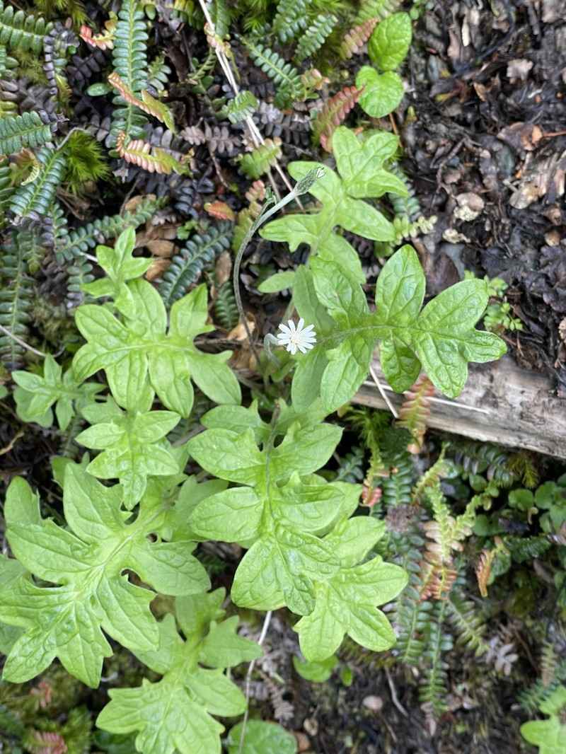 Macrachaenium gracile var. gracile photo 2