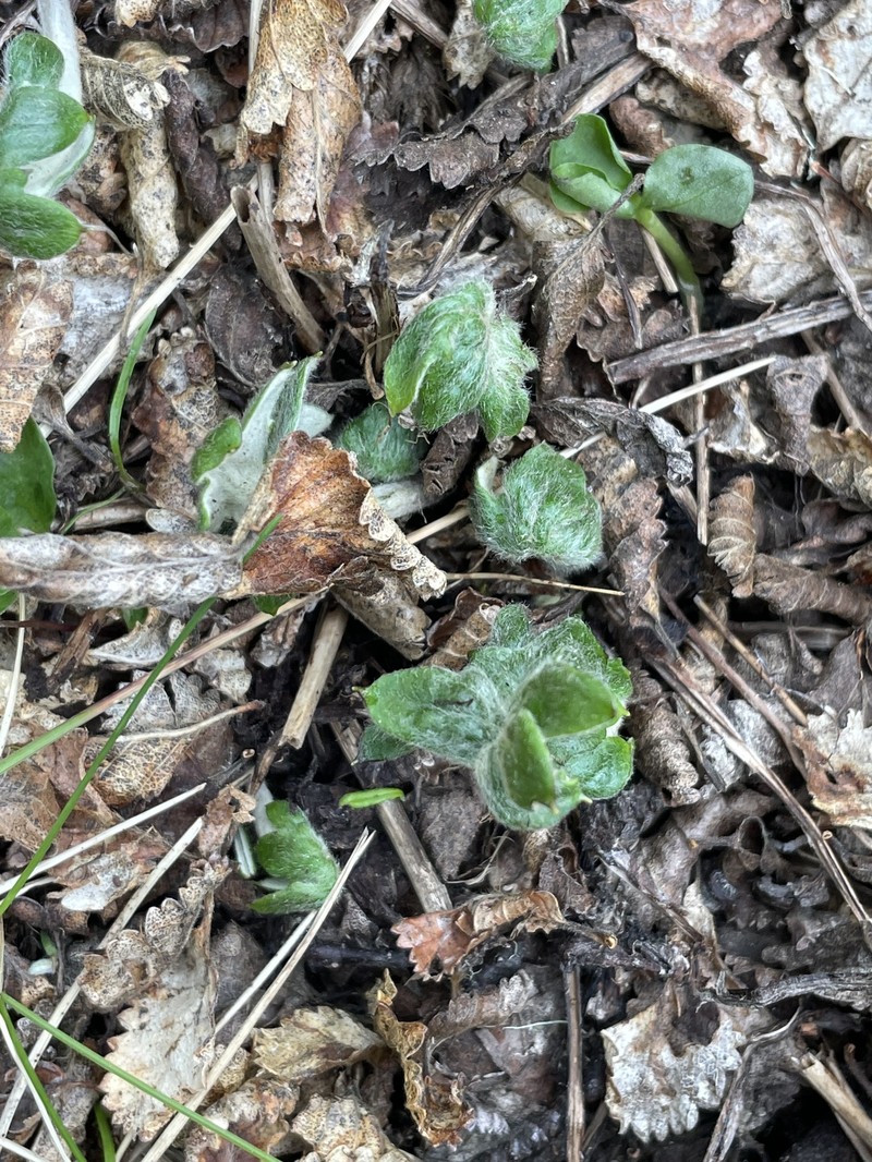 Macrachaenium gracile var. gracile photo 3