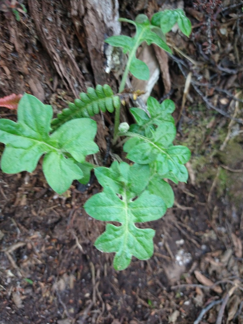 Macrachaenium gracile var. gracile photo 4