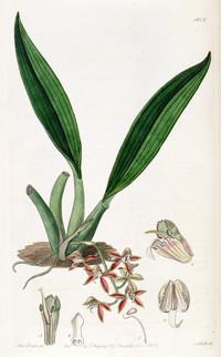 Longgland Orchid