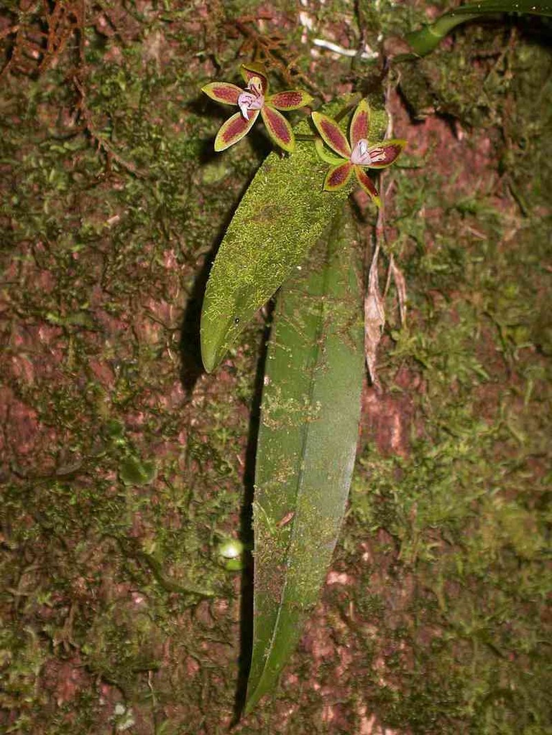 Longgland Orchid photo 2
