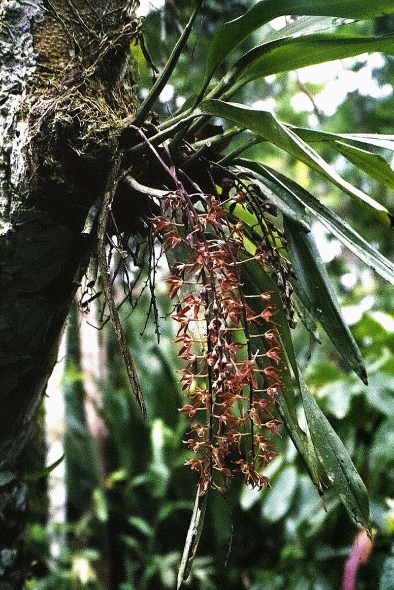 Longgland Orchid photo 3