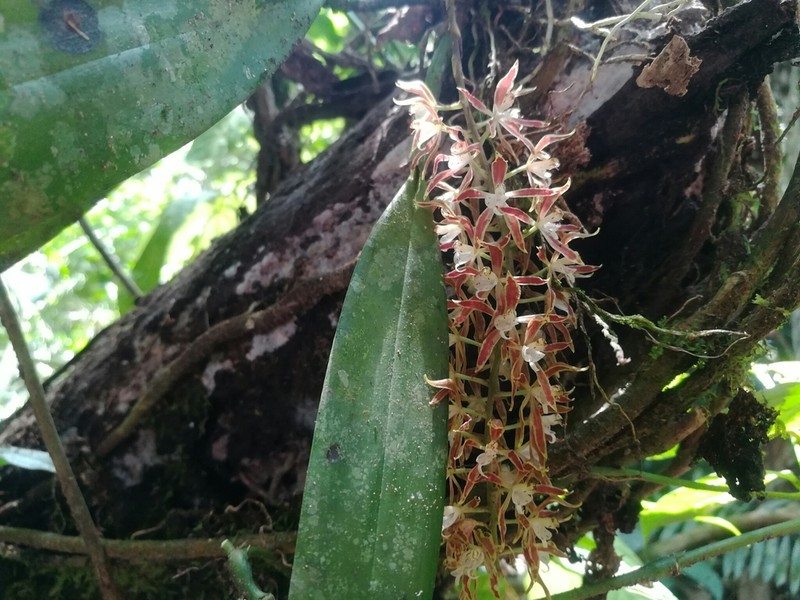Longgland Orchid photo 4