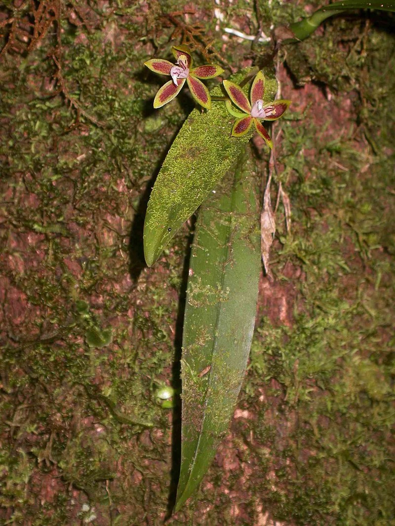 Longgland Orchid photo 5