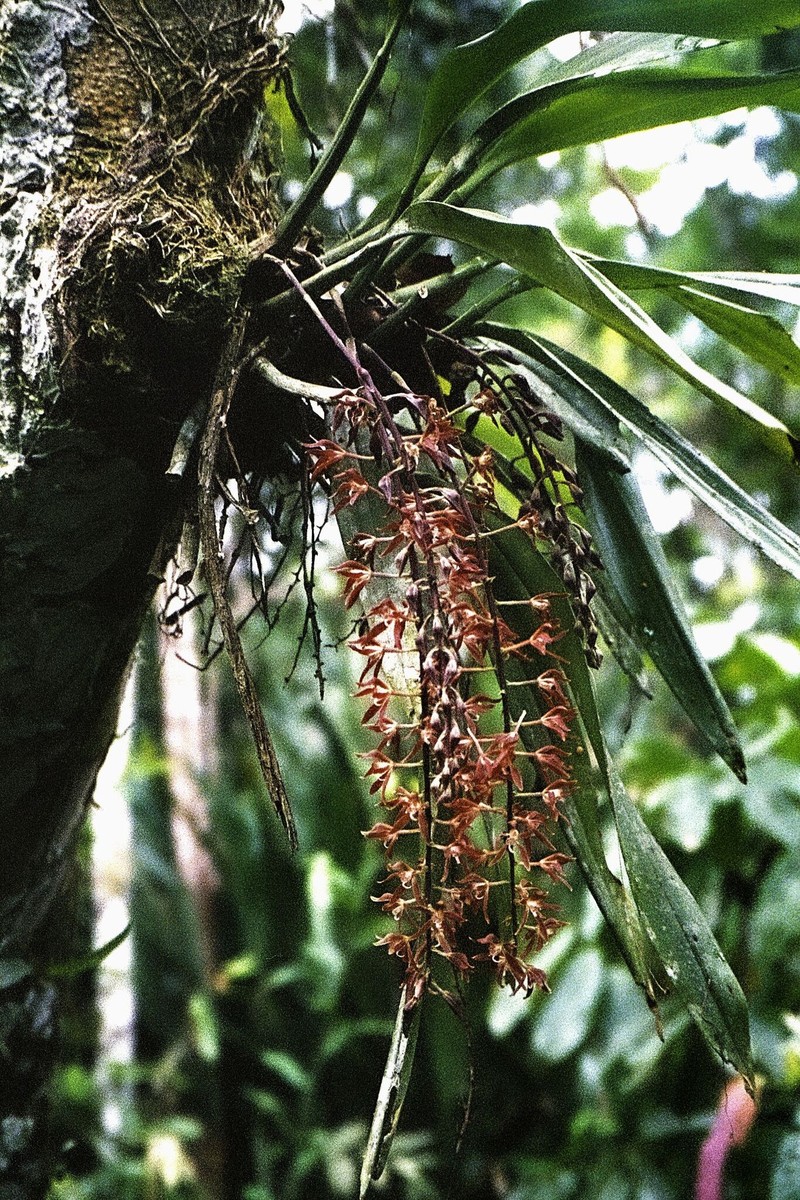 Longgland Orchid photo 6