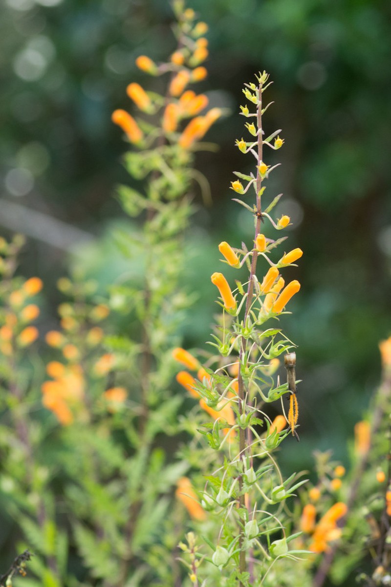 Flameflower photo 2