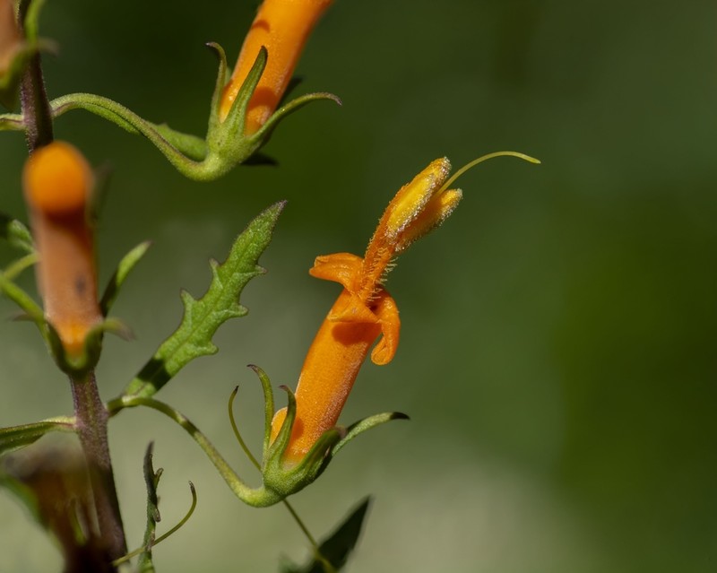 Flameflower photo 3