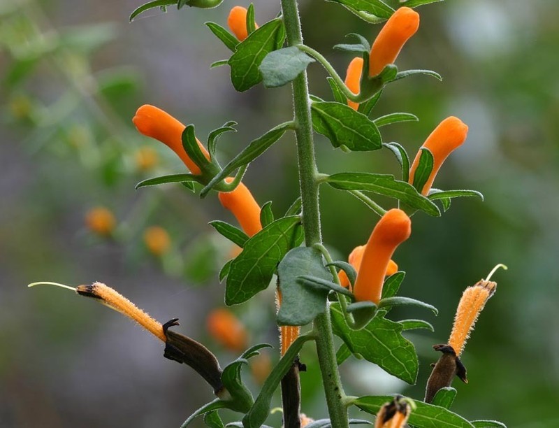 Flameflower photo 5