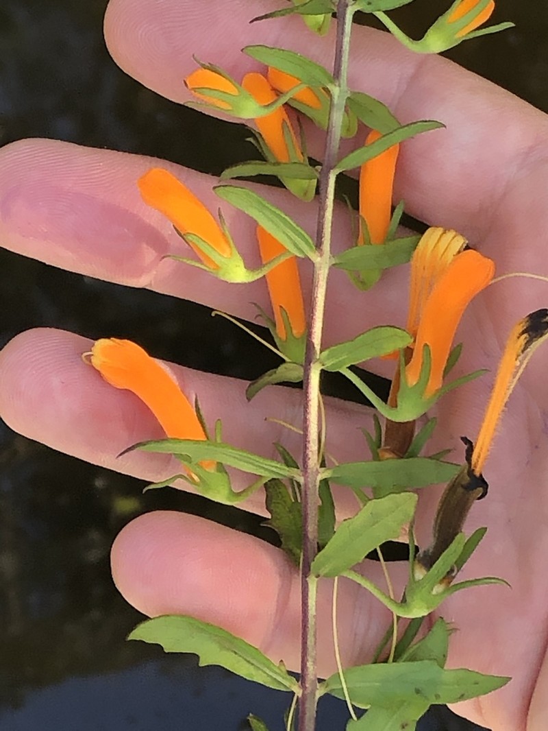 Flameflower photo 6