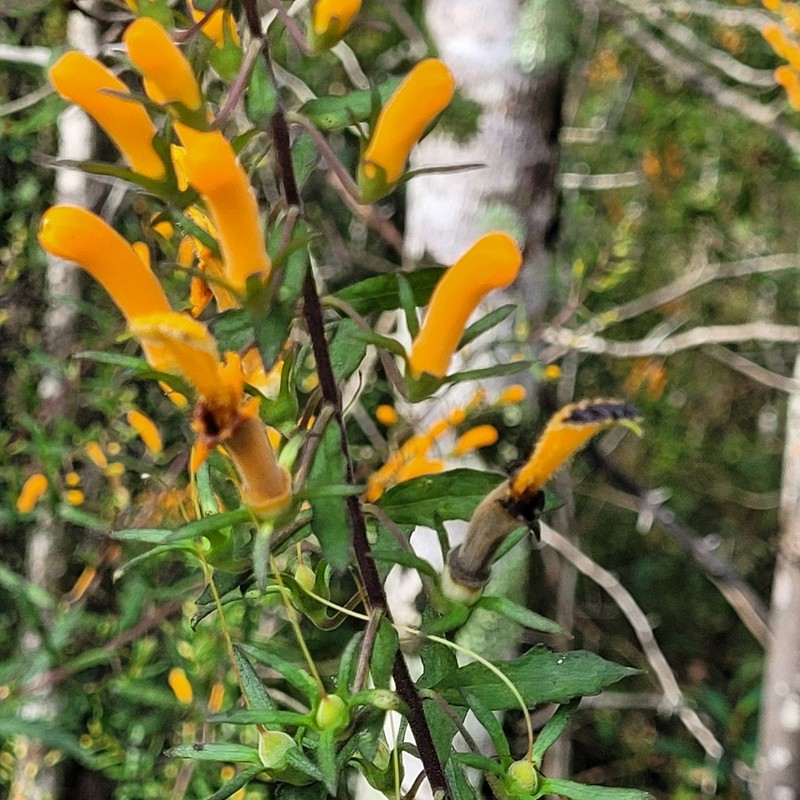 Flameflower photo 7