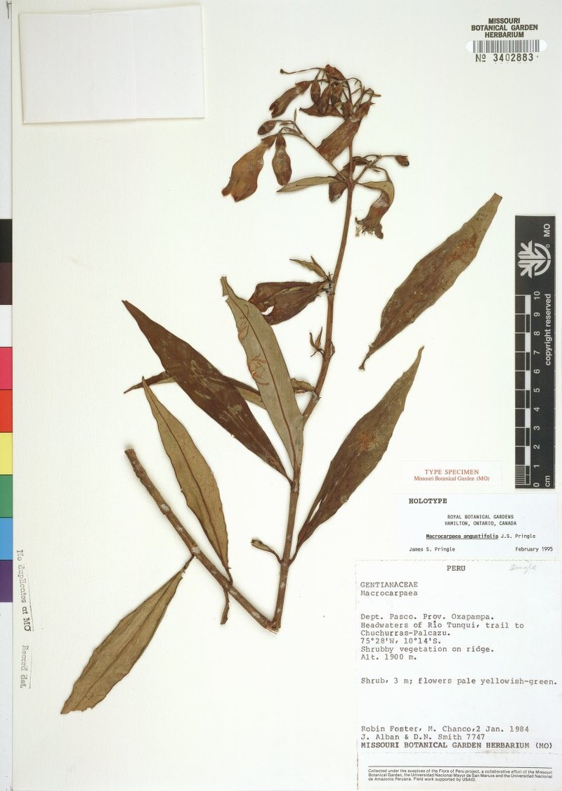 Macrocarpaea angustifolia