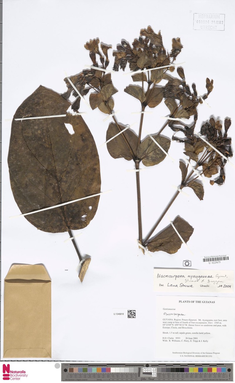 Macrocarpaea ayangannae