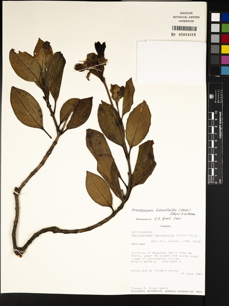 Macrocarpaea browallioides photo 4