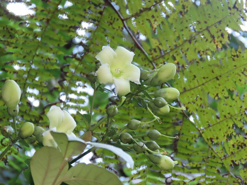 Macrocarpaea cinchonifolia