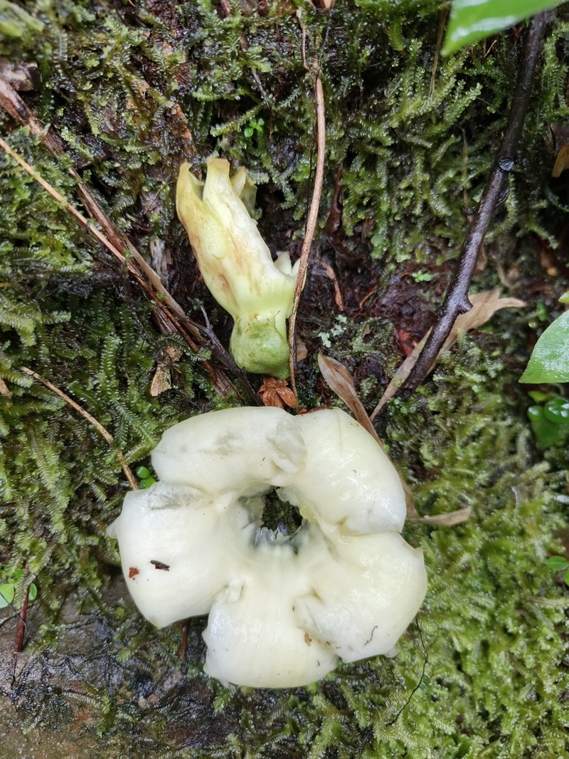 Macrocarpaea cinchonifolia photo 2