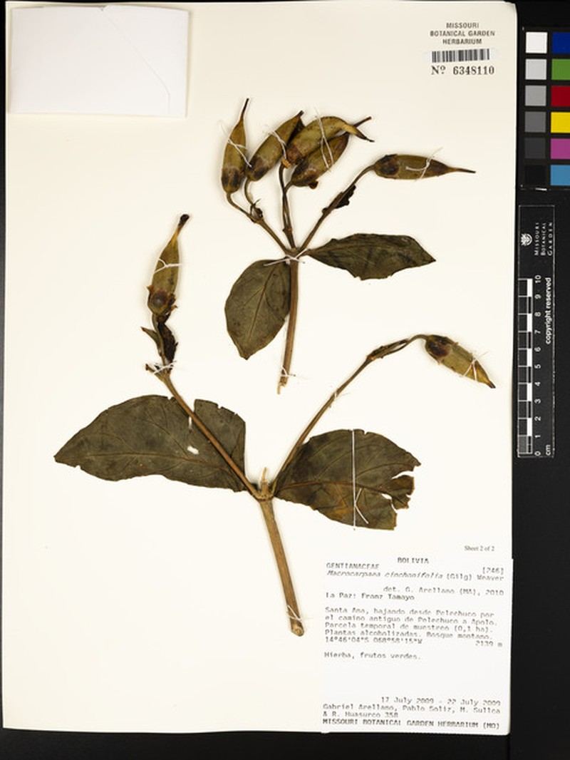 Macrocarpaea cinchonifolia photo 4