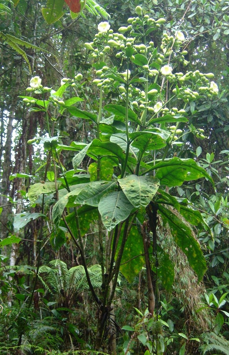 Macrocarpaea cinchonifolia photo 5