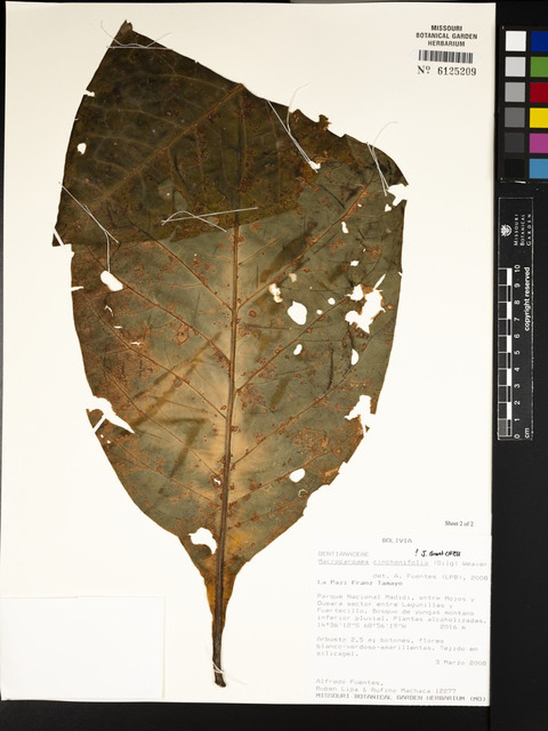 Macrocarpaea cinchonifolia photo 6